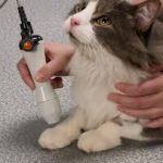 Holistic Vs Traditional Veterinary Medicine