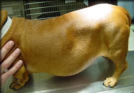 Natural and Nutritional Treatment For Cushings Disease In Dogs
