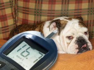 Nutritional Management Of Diabetes In Dogs And Cats