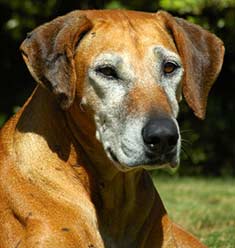 Recognizing and Treating Dementia or Cognitive Dysfunction In Dogs