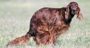 Natural Treatment For Chronic Diarrhea In Dogs And Cats