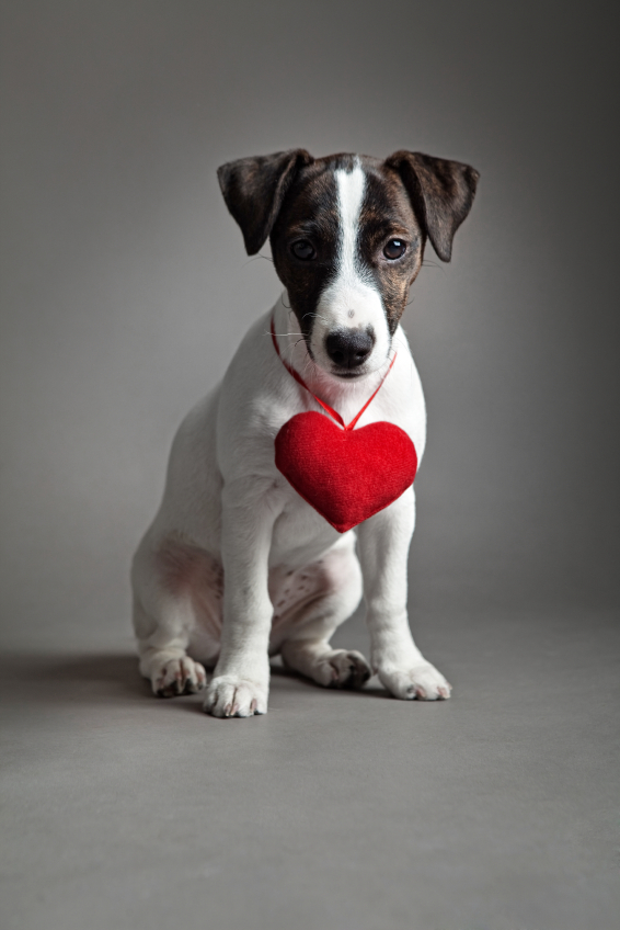 Naturally Reducing The Impact Of & Maintaining Cardiac Function In Dogs In Cats With Heart Disease