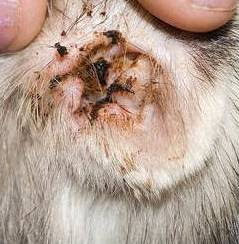 How To Prevent Ear Infections In Dogs And Cats