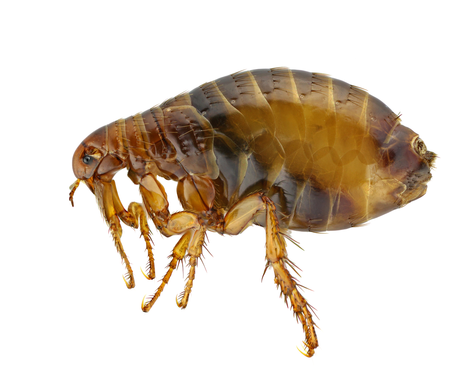 Can Fleas Be Controlled Naturally In Dogs & Cats?