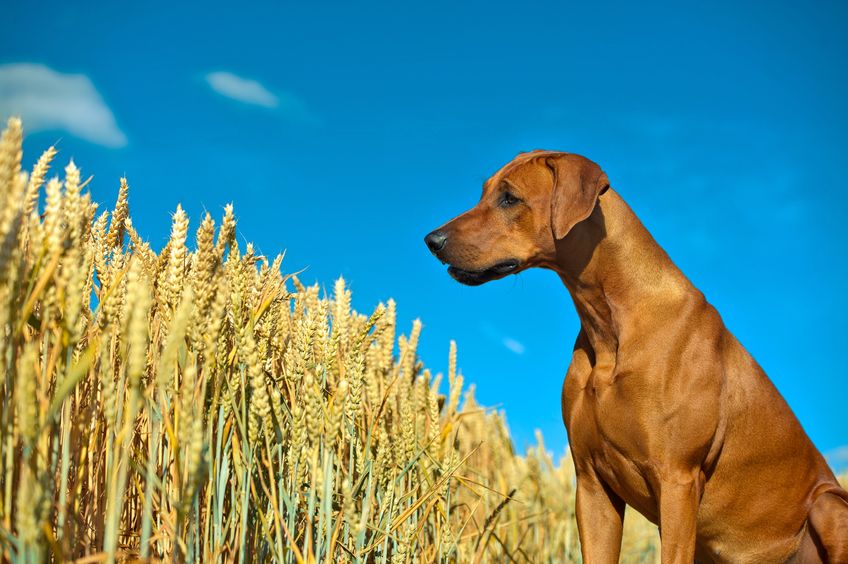 The Grain Free Pet Food Fallacy