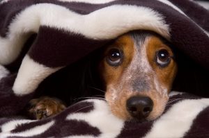 What Is It About Thunderstorms That Causes So Much Fear And Anxiety In Some Dogs?