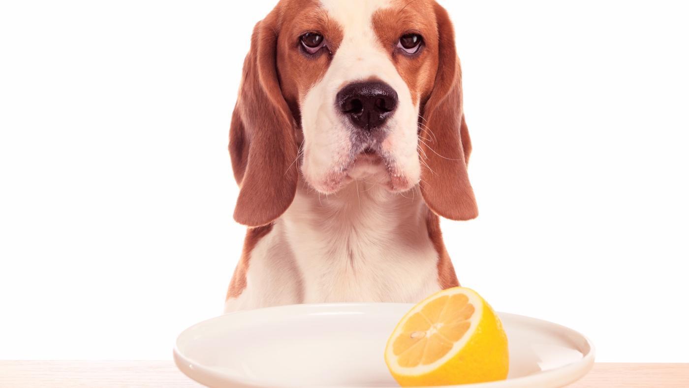 Should A Dog’s Diet Be Supplemented With Vitamin C?