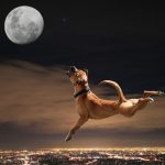 Do Full Moons Cause More Seizures In Epileptic Dogs And Cats?