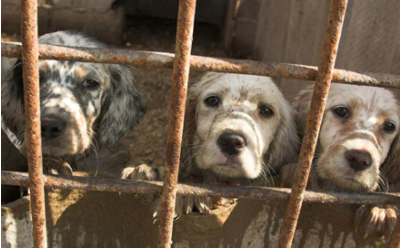 California Becomes First State To Ban Puppy Mill Sales!