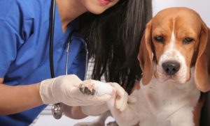 Why Is There So Much Cancer In Pets?