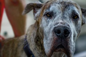 Recognition & Integrative Prevention & Treatment For An Often Overlooked Disease In Senior Aged Dogs