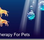 Exciting Cutting Edge Stem Cell Therapy Advances In Veterinary Regenerative Medicine