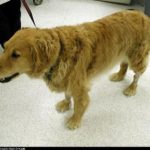 Arthritis In Dogs & Cats – A Holistic Approach To Treatment
