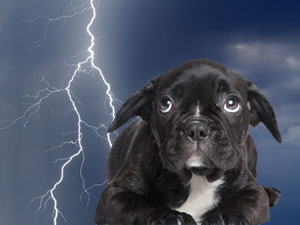 Natural Relief For Dogs That Suffer From Thunderstorm & Fireworks Anxiety