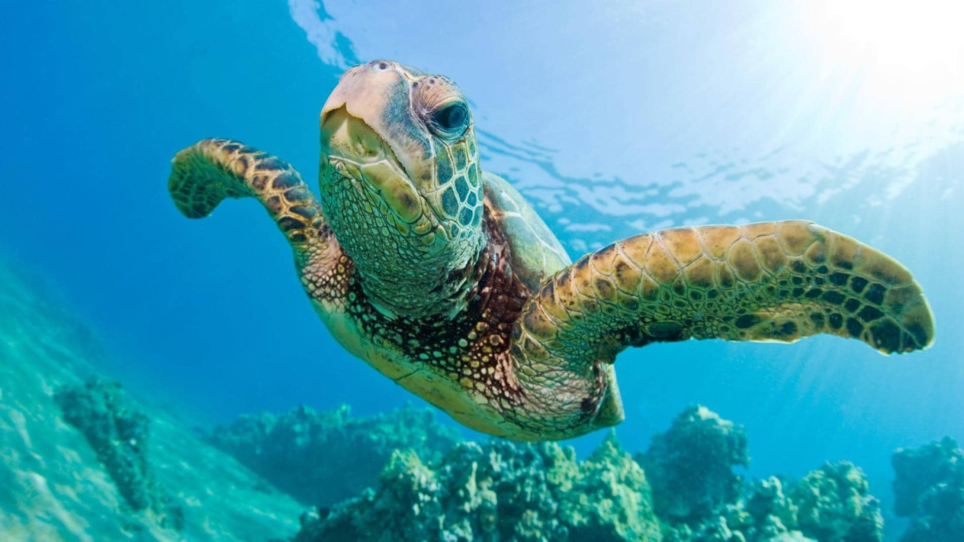 Urgent & Troubling State Of Our Oceans And Marine Life – Simple Measures You Can Take To Help!