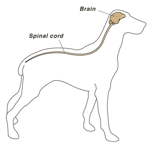 High Dose Intravenous Antioxidant Therapy For Brain & Spinal Cord Disease in Dogs & Cats