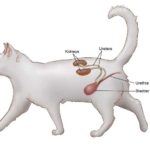 Holistic Treatment Kidney Failure Cats