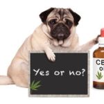 Why Are The Health Benefits Of CBD Oil In Pets So Inconsistent