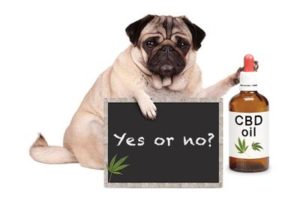Why Are The Health Benefits Of CBD Oil In Pets So Inconsistent