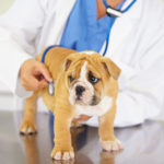 Heart murmur in dogs and cats