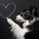 Keys to Healthy Hearts In Pets