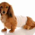 Natural surgical pain control for pets