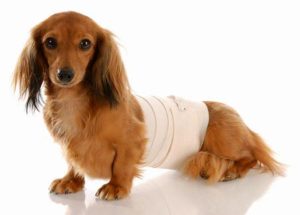 A Natural And Effective Way To Control Post Surgical Pain In Pets