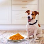Are There Benefits To Turmeric Administration In Dogs?