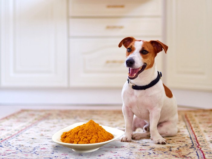 Are There Benefits To Turmeric Administration In Dogs?